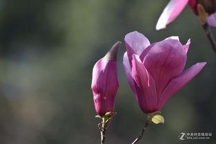 木兰花,绽放于岁月的芬芳传奇